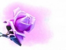 lilac-rose-pic